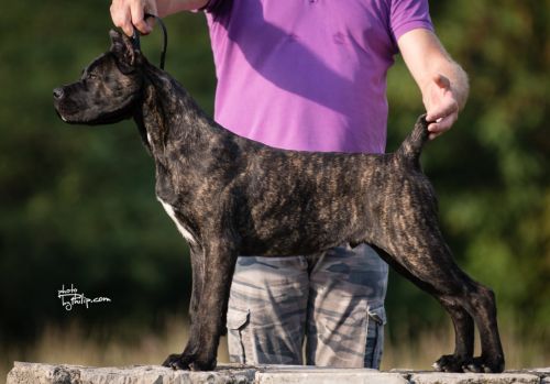 Cane Corso Sangue Magnifica Kane Korso Dogo Canario Srbija